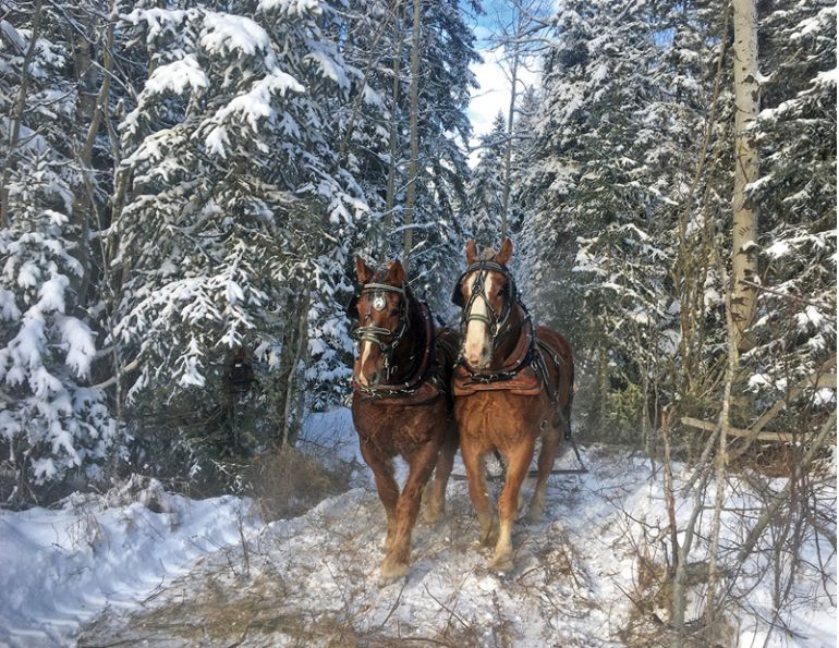 log horses harvesting timber, horses who have jobs, draft horse jobs, margaret evans, logging with horses, triple d draft horses