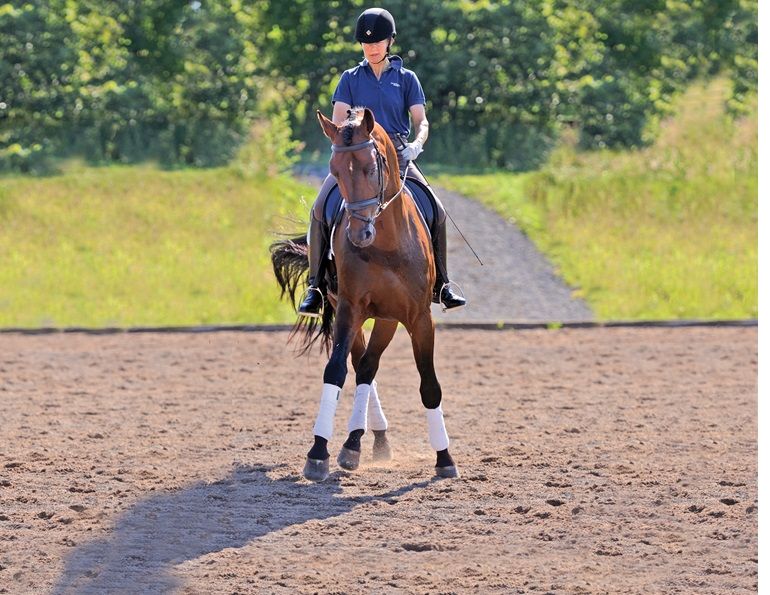 horse to lateral work Jec A. Ballou prancing dressage horses, lateral movements shoulder-in haunches-in dressage exercises, conditioning horse, offer unrivaled conditioning effects for almost any equine athlete