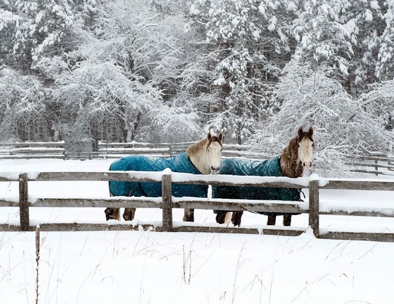 horse fencing problems, fixing horse fence, equine flex fencing, electric fence horses, equine guelph, system fencing, board fencing horses, gates horses