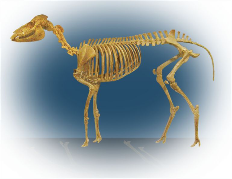 Do horses have just one toe or several? do horses have five toes? understanding equine foot Do horses have just one toe or several? do horses have five toes? understanding equine foot