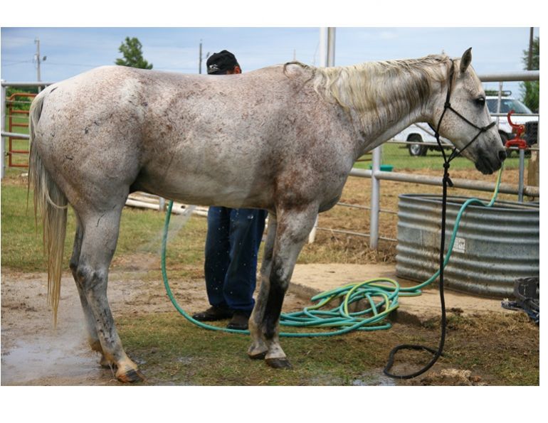 heat and horses, horses in summer, keeping horses cool, cooling down horses, bc summer horses, canadian summer horses, how to keep horse cool, horse temperature, horse body heat, riding horses in hot weather, riding horses in sun, riding in sun