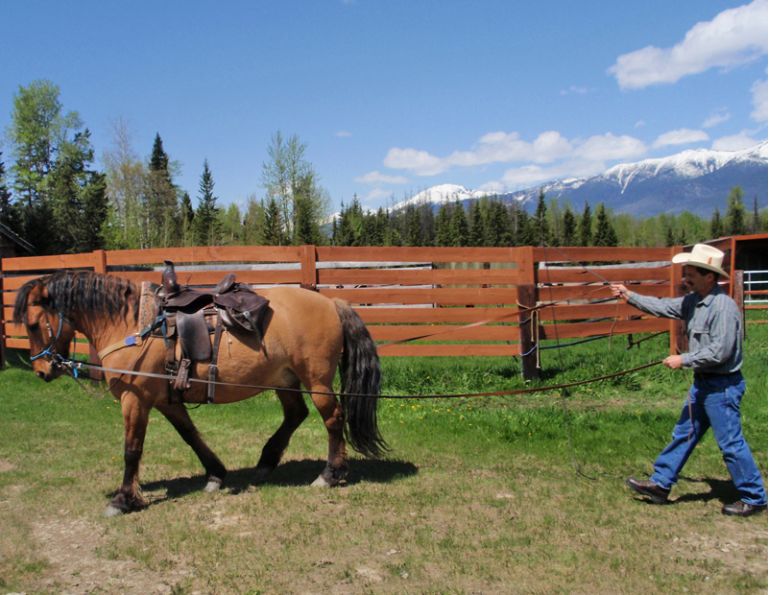 Driving Trail Horse, horse drive training, horse ground driving, horse ground driving