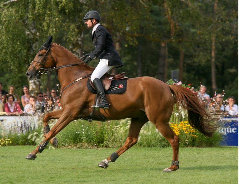 Phedras de Blondel, how to secure horse farm, horse theft, horse slaughter, horse thief, Grand Prix rider Deborah Stephens, 12-year-old CSI**** level show jumper Phedras de Blondel, Harold Metcalfe, Debi Metcalfe, protect your horse, horse meat