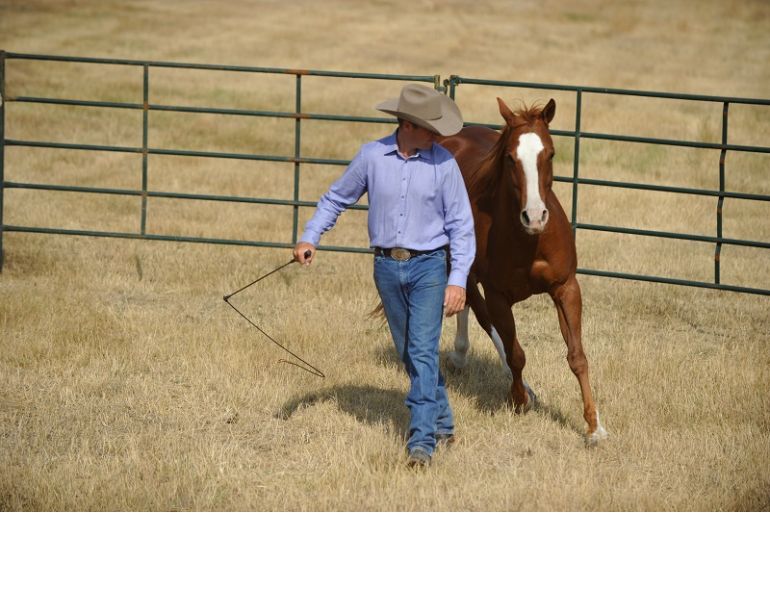 Equine Drive Line, horse drive line, Jonathan Field, anatomy of horse round pen, round pen liberty lesson tips, natural horsemanship Equine Drive Line, horse drive line, Jonathan Field, anatomy of horse round pen, round pen liberty lesson tips, natural horsemanship