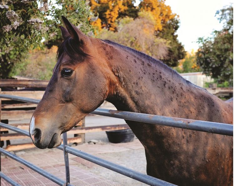 does my horse have allergies? stable allergies horses, how to reduce dust in horse barn, equine asthma, spirulina for horses