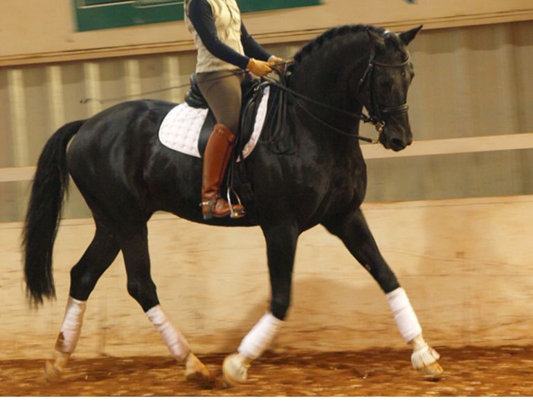 Half Halt for Rhythm & Balance, Rhythm horses, equine rider position, Half Halt at Trot horses, increasing impulsion in trot, riding horse forward into lengthened trot, riding horse forward into medium trot, riding horse forward into extended trot, mastering half tro