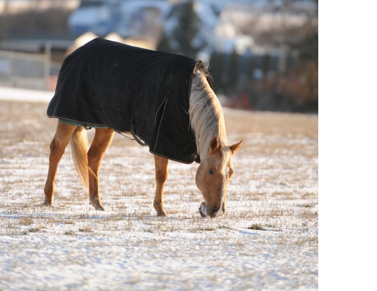 town n' country tack, horse blanket, horse clipping, horse hair, horse coat, horse grooming, horses in cold