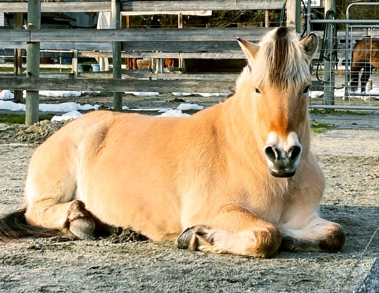 NFTRA therapy horses, North Fraser Therapeutic Riding Association, horse community heroes