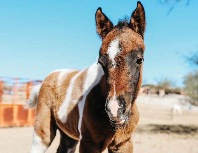 equine rotavirus, foal diarrhea, diseases in foals, uc davis center for equine health, horse elisa test