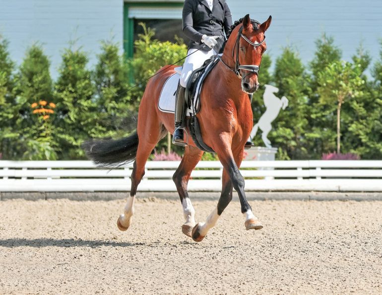 proper riding arena footing, ideal riding arena surfaces, White Paper Equestrian Surfaces, equestrian surfaces, riding arena irrigation systems, riding arena crystalline silica dust proper riding arena footing, ideal riding arena surfaces, White Paper Equestrian Surfaces, equestrian surfaces, riding arena irrigation systems, riding arena crystalline silica dust