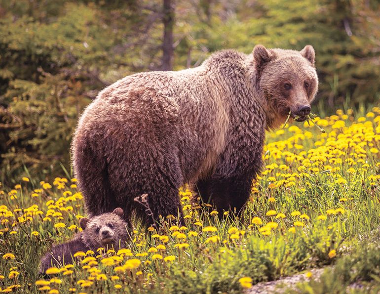 bears horse riding, bears and horses, how to handle bears while horseback riding, tim mearns, painted warriors horseback riding backcountry bootcamp