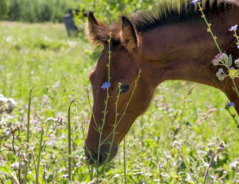 toxic plants to horses, toxic weeds to horses, equine laminitus, andrea lawseth, poisonous horse plants, Andrea Lawseth, field horsetail toxic horse, Water hemlock toxic horse, Stork’s bill toxic horse, Johnsongrass toxic horse, pyrrolizidine alkaloids toxic horse. Poisonous plants horses, equine laminitis