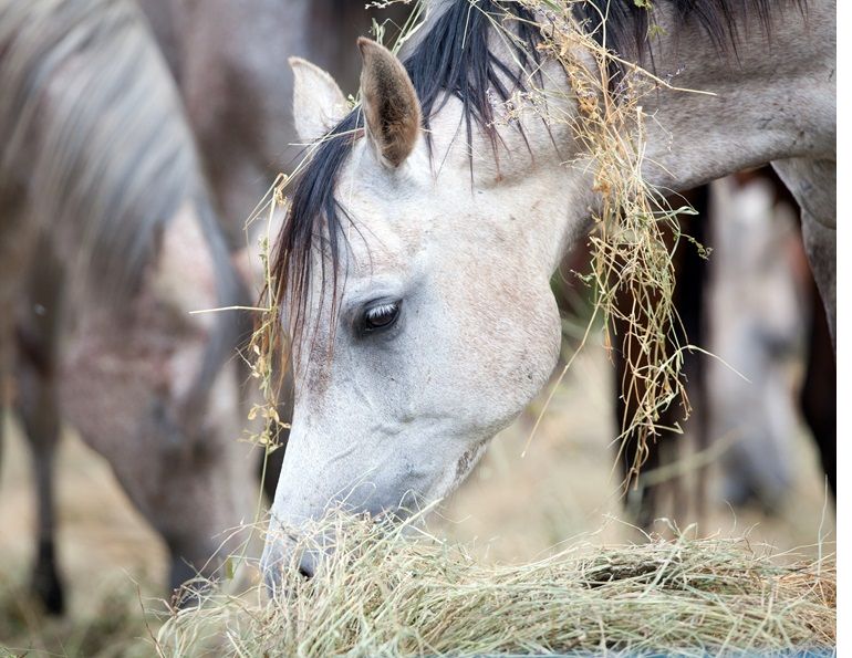 horse forage diet, equine forage-based diet, madeline boast, equine gastrointestinal GI anatomy, equine gi tract, gastric ulcer horses, how to take hay sample, analysing horse hay, nutrient requirements for horses, digestible energy horses, crude protein horses, sugar and horses