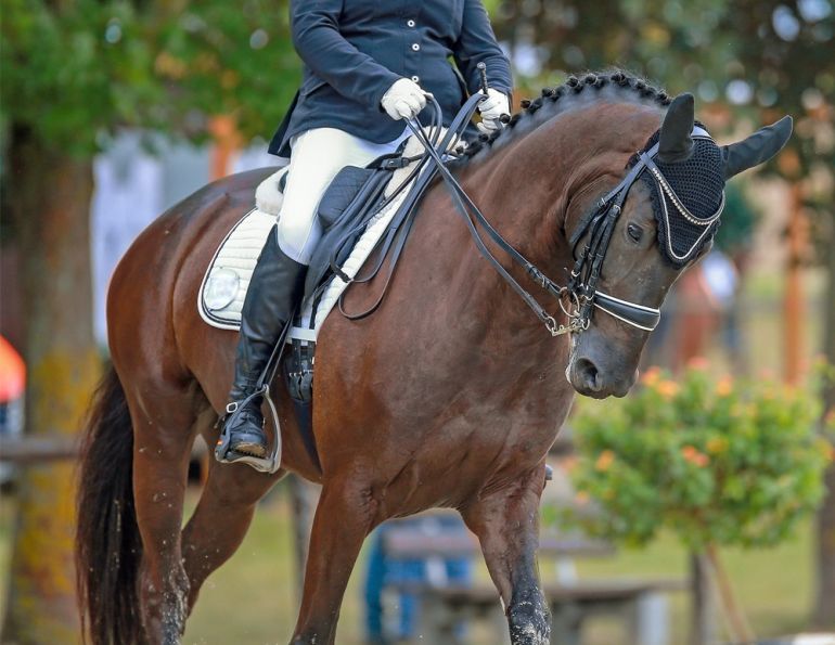 heavy rider horse, does my weight affect horse riding, hartpury college, horse psychology, horse behaviour