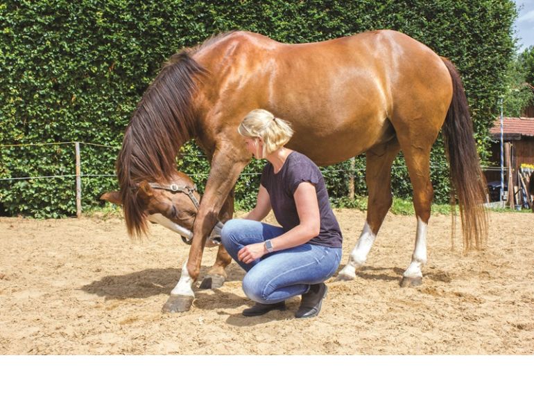 colic surgery horses, rehabilitation horse, dr. crystal lee, burwash equine, exercises for equine rehabilitaion, books on horse rehab
