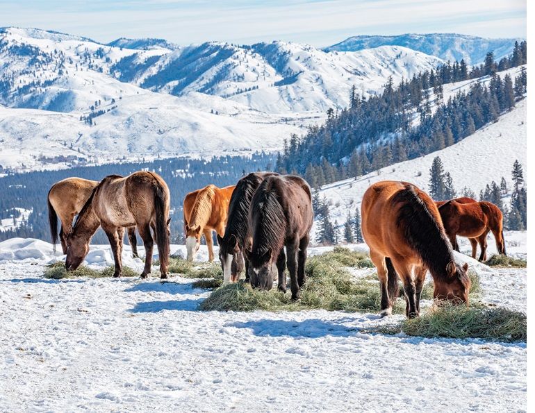 equine code of practice, code of practice for the care and handling of equines, shelagh niblock equine nutritionist