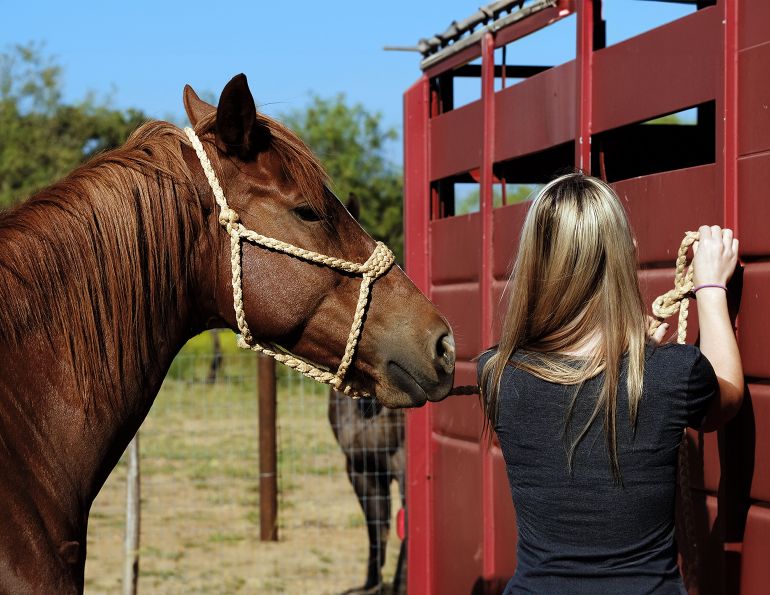 overcoming horses that pull when tied, how to de-stress your horse when tied, how to relax cross-tied horse, improve horse's coping skills when tied overcoming horses that pull when tied, how to de-stress your horse when tied, how to relax cross-tied horse, improve horse's coping skills when tied