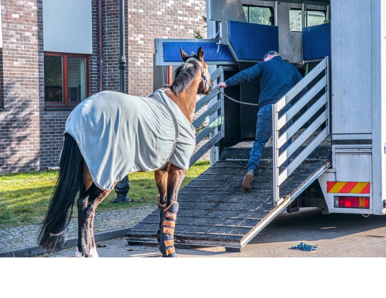 load a horse in trailer, horse won't load in trailer, loading horses, will clinging