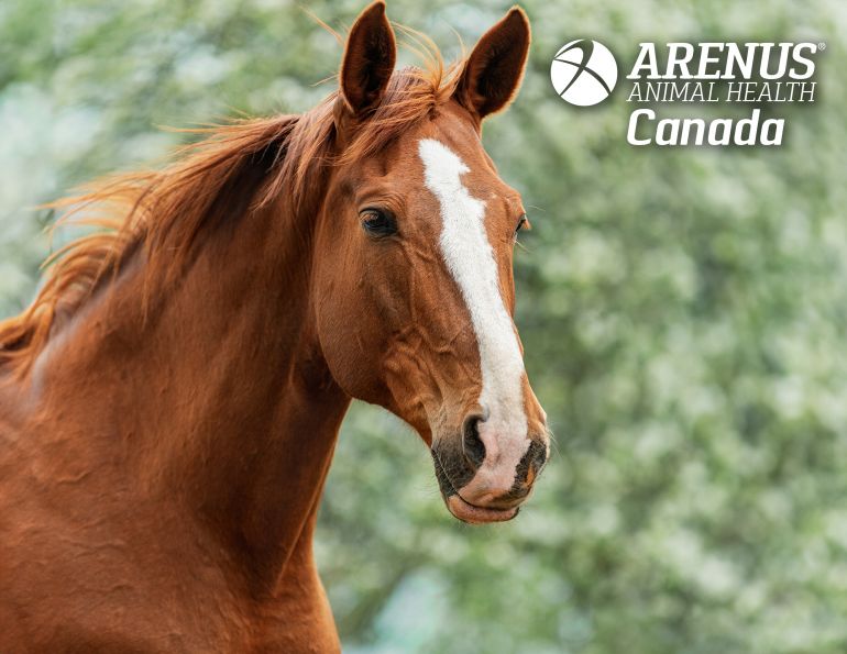 arenus secure guard gold, arenus assure, equine digestive system, supplements for horses, feed to prevent horse colic