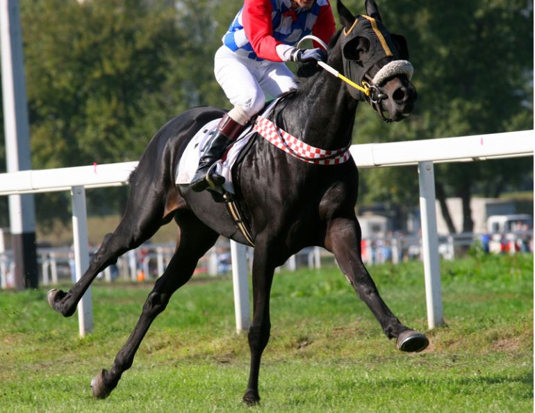 Shellfish Poison pain relief, Shellfish Poison, Bucked shins, dorsal metatarsal disease, phytoplankton, cyanobacteria, neosaxitoxin 