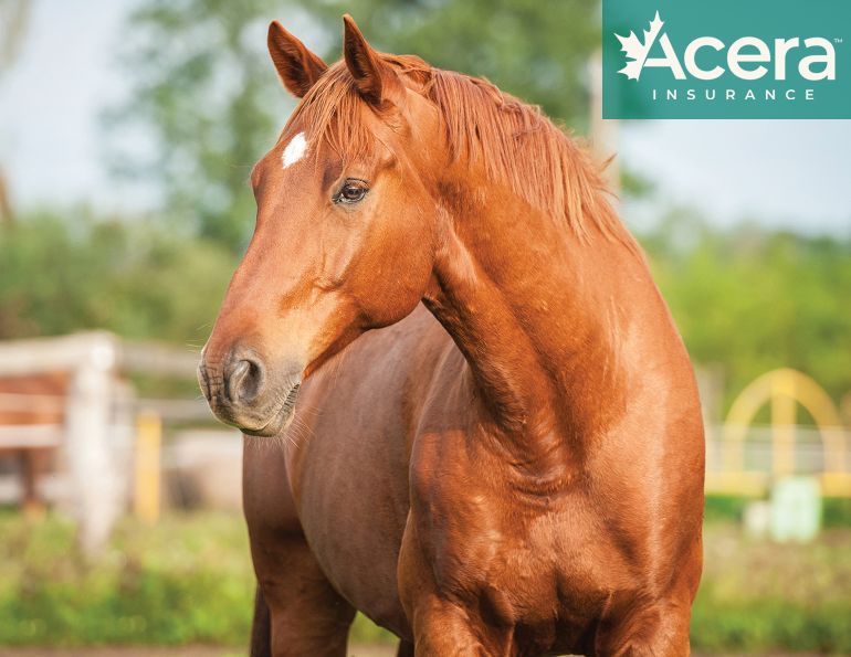Acera Insurance, how to claim equine insurance, how do I use horse insurance, getting horse insurance, how to buy horse insurance, capricmw, equicare, equine insurance