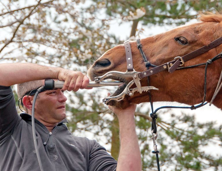 equine veterinarian shortage Canada, equine vet safety, veterinary workplace injuries, equine vet burnout, horse vet availability, equine industry Canada, veterinary well-being, horse owner access to vets, equine veterinary workforce, PPE for equine vets