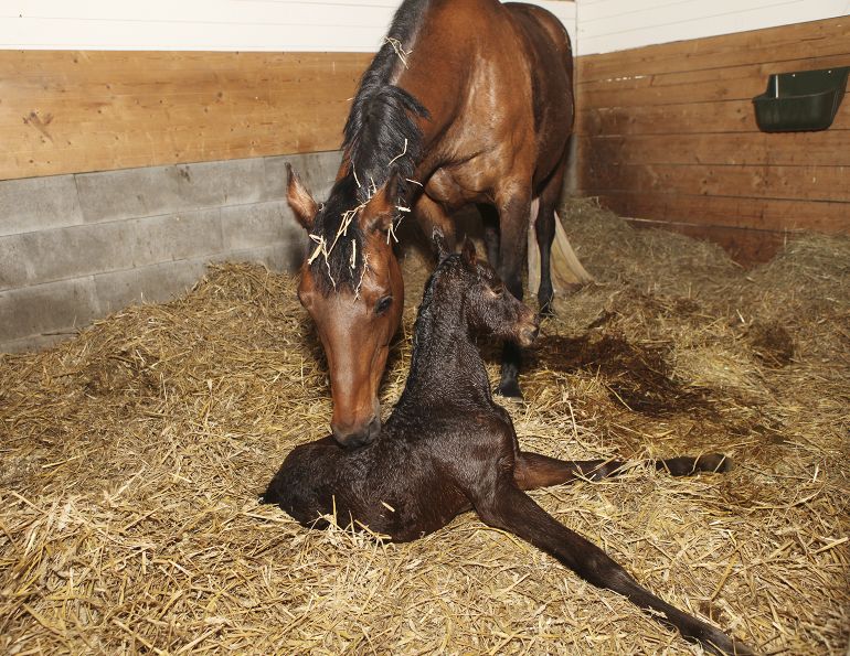 breeding racehorses, mare's age, equine science update, research horses, breeding stallion age, breeding thoroughbreds