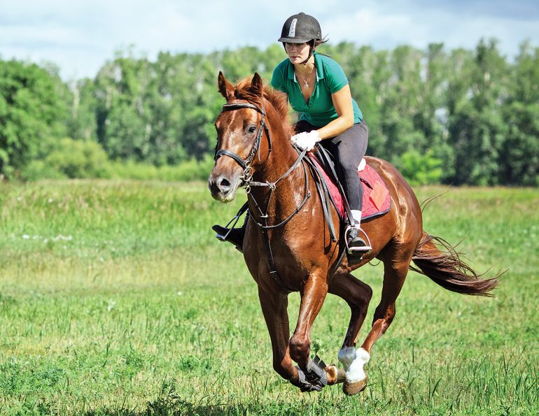 Enduro Equine, horse heart rate, equine heart rate, jec ballou, safely training your horse