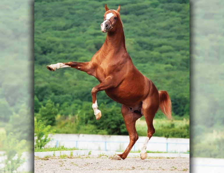 healthy horse hooves, nutrition for hoof care in horses, training exercises for strong hooves, jec ballou, best footing for healthy horse hooves, nutrition for hoof care in horses, training exercises for strong hooves horse, jec ballou