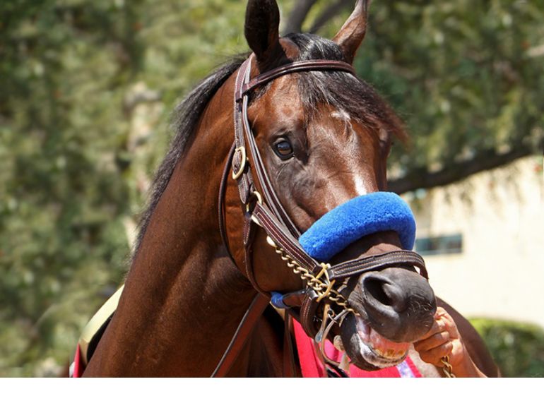 horse chain, horse abuse, hiaa, horse industry association of alberta, chaining a horse