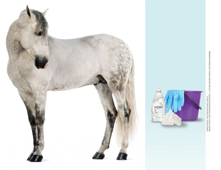 horse's sheath clean a horse's penis, groom a horse grooming tania millen ecolicious sheath cleaner smeg-u-later, penis infection my horse has a sheath infection