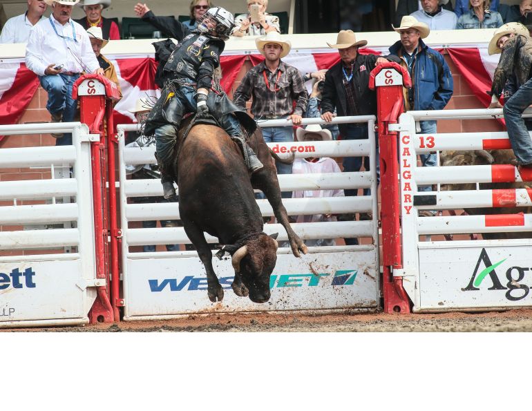 calgary stampede equine events, rodeo calgary stampede, bull riding calgary stampede research anderson-chisholm animal care and welfare, faculty of veterinary medicine university of calgary dr ed pajor calgary stampede equine events, rodeo calgary stampede, bull riding calgary stampede research anderson-chisholm animal care and welfare, faculty of veterinary medicine university of calgary dr ed pajor