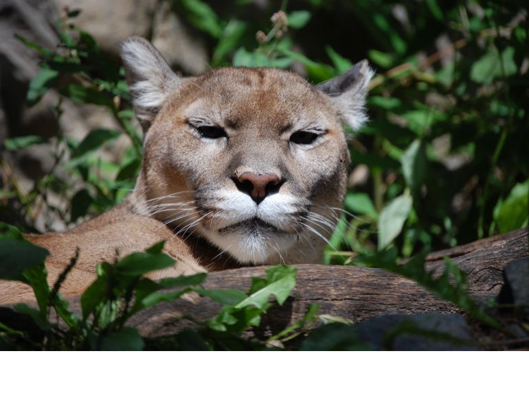 Stan Walchuk Jr, horse trail riding, horse Riding Bear Country, horse Riding cougar Country
