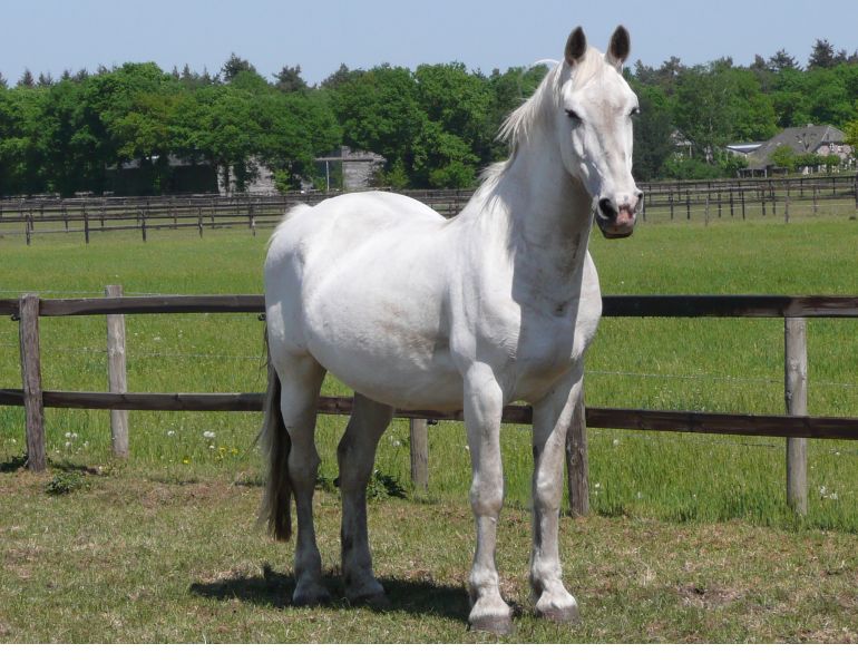 Care & Feeding of the Senior Horse, kentucky equine research, feeding old horse, health of senior horse, overweight horse