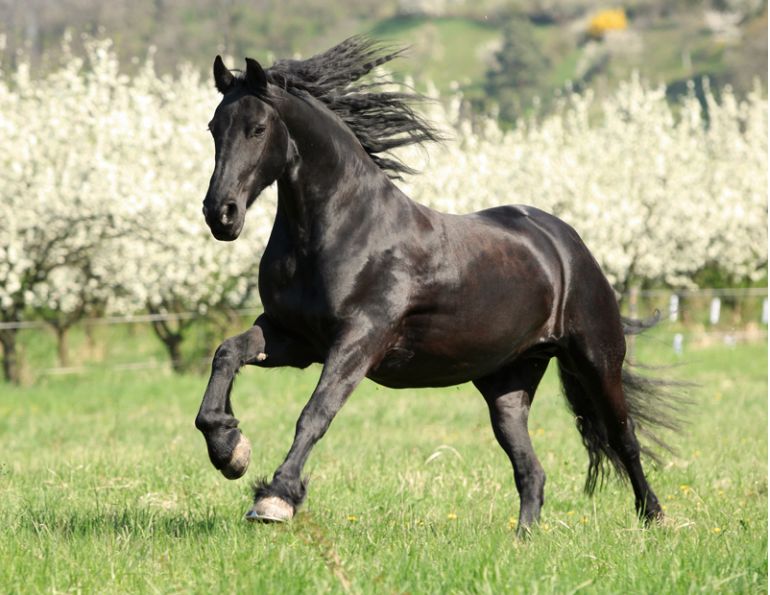 horse spring checkup, equine spring checkup, checking horse blanketing, checking horse skin, check for horse parasites, check horse's teeth, Evaluate horse Feeding Program, check horse vaccinations